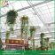Sawtooth type polycarbonate greenhouse fiberglass greenhouse