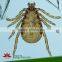 Supply Animal Round Coverglass Student Biological Teaching Slides Individual microscope prepared slide