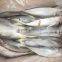 25cm+ Horse Mackerel (Trachurus japonicus)