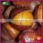 2016 Organic IQF Ringent Roasted Chestnut
