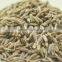 Exporters of Premium Quality Cumin Seeds from India