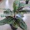 SJ12001162 Name potted decorative foliage plant plastic plant indoor