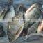 whole & round frozen Tilapia