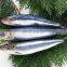 Frozen sardine OEM packing IQF for bait