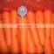 2021 New Crop Fresh Carrot