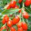 500grains/50g dried goji berry
