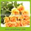New Cut Fresh Cut Flower Rose for Home Decoration