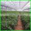 china factory produce transparent pe woven greenhouse film agricultural plastic film for tomato planting