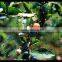 Stretched Plastic Fruit | Tree Protect Antibird Nets
