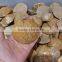 wholesale good quality beautiful natural polished Starfish Asteroid fossils