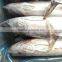 China manufactuer seafrozen bonito Bullet tuna
