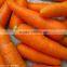 2015 tasty fresh carrot from China