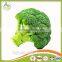 2017 China iqf frozen broccoli fresh green broccoli frozen broccoli broccoli powder