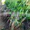 Mango tree seedling