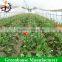 Economic uv coated vegetables film greenhouse