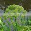 NATURAL ANGELICA ROOTS OIL