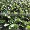 Artificial Boxwood Grass Mat/Hedge outdoor UV protection artificial boxwood hedge vertical garden