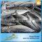 Carton or Woven Bag Packed 18 Months Shelf Life 300-500g Bonito