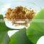 GMP factory ginkgo biloba extract 24/6 yajiaotong flavone 24% lactones 6% Ginkgobiloba capsule Ginkgo Biloba tablet