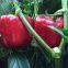 Hybrid Sweet Pepper Seeds Red Pepper Vegetable Seeds No.14