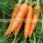 hot sale high quality frozen bulk carrot
