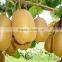 Leader low price kiwi washing and peeling machine for food processing