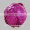 F1 hybrid purple cabbage seed SXZ No.2