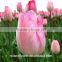 names of flowers large head bright pink tulip used for decoration