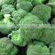 Frozen Broccoli Florets High Quality Green and Healthy