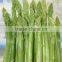 Chinese High Quality Canned Green Asparagus all cuts