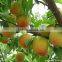 2016 High Germination Rate Peach Seed For Growing