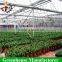 Hot sale venlo type aluminum profile greenhouse for plant