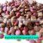 Premium Cat Food Adult Sensitive Stomach Formula