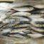 Frozen Sardine Fish