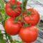Natural tomato powder extract/tomato flavor powder/tomato powder