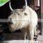 Realistic Prehistoric Artificial Life Size Animal Model for Sale