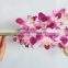 Alibaba china hot selling orchids