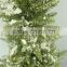 China new product cypress tree for christmas decoration