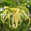 100 Pure and Natural YLANG YLANG Oil Best Exporters of Certified