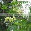 Moringa / Moringa Oleifera / Drumstick Tree / Horse Radish Tree - Agarharvest
