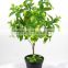 home decorative evergreen artificial small tree plastic potted tree cheap plastic tree for sale