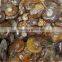 Good Quality Ammonite Fossils Ornaments Pendants Gemstones