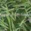 hot sale Frozen IQF green beans with high quality