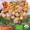 Frozen Roasted Chestnut In Shell---best taste and hot selling