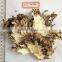 Best selling organic Dried Maitake Mushroom
