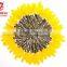 import sunflower seeds
