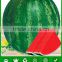 W06 Quanxin big size seedless hybrid watermelon seeds planting