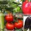 Vegetable Seeds