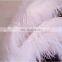 hot sale white 20-22inch genuine ostrich wing plume
