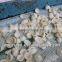 Hot Sale Automatic Potato Tapioca Corn Modified Starch Machine